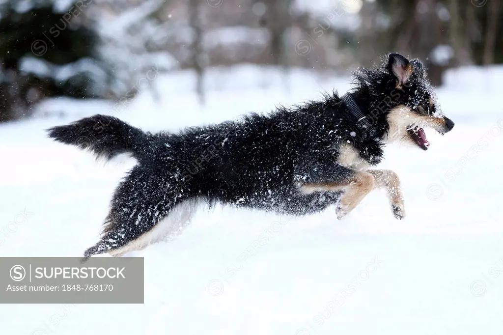 Mixed-breed dog, Old German Sheepdog and Dachshund mix, running through the snow