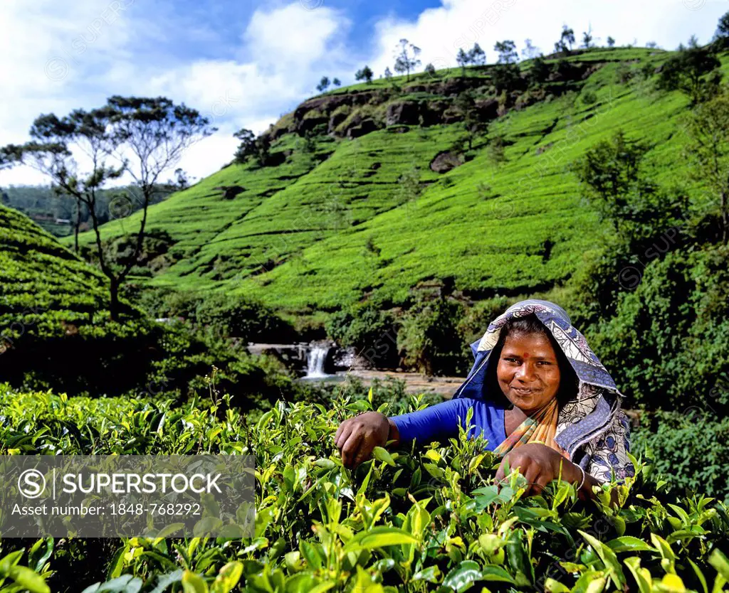 Tea picker working on a tea plantation, tea cultivation in the highlands