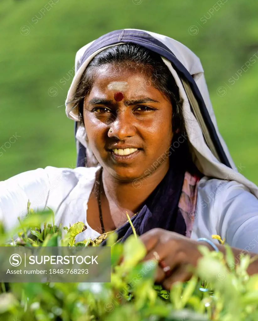 Tea picker working on a tea plantation, tea cultivation in the highlands