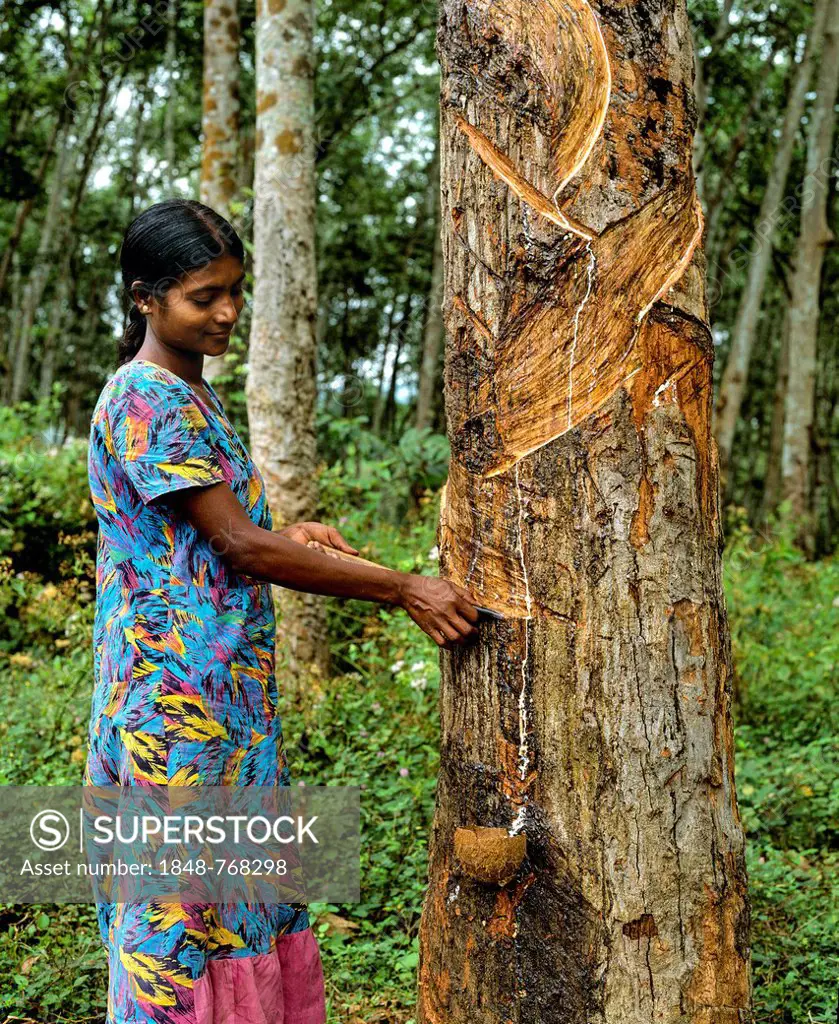 Woman scoring the rubber tree (Hevea brasiliensis), rubber production, rubber plantation