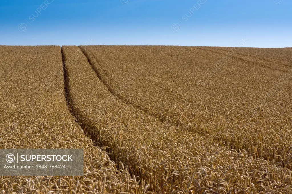 Wheat field, cornfield