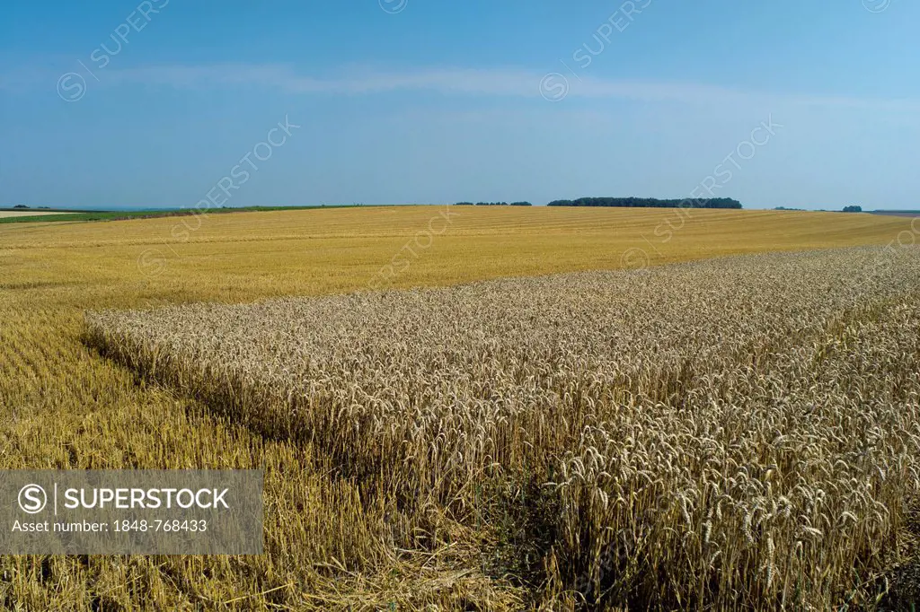 Partially harvested wheat field, cornfield