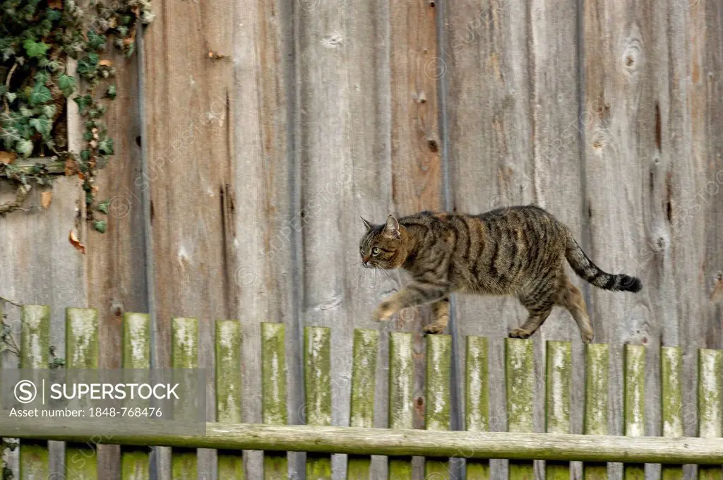 Domestic cat (Felis silvestris catus), brown-black tabby cat balancing on a picket fence