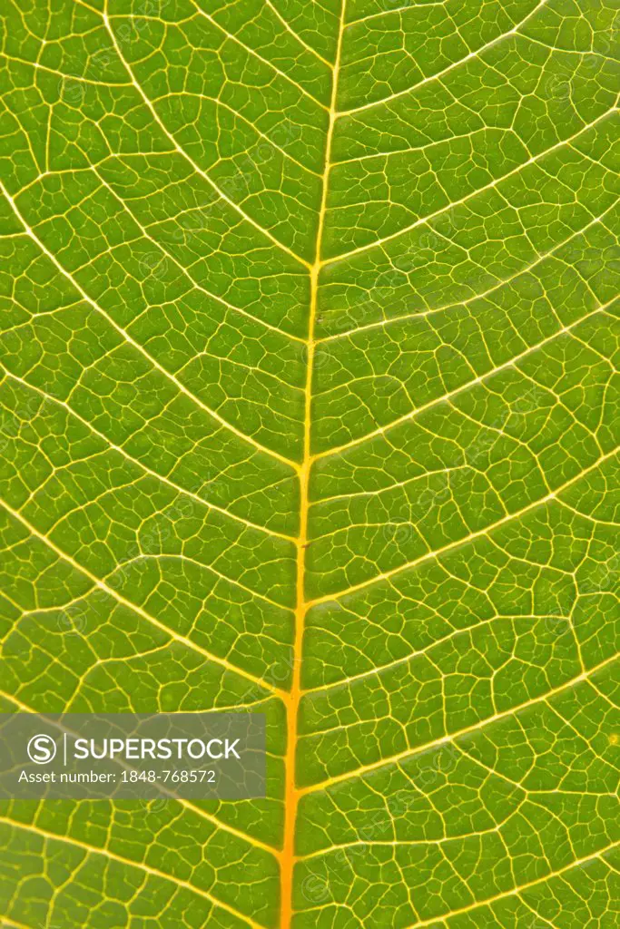 Veins in the leaf of a Poinsettia or Christmas Star (Euphorbia pulcherrima)