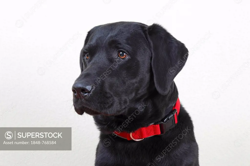 Black Labrador Retriever, male, portrait