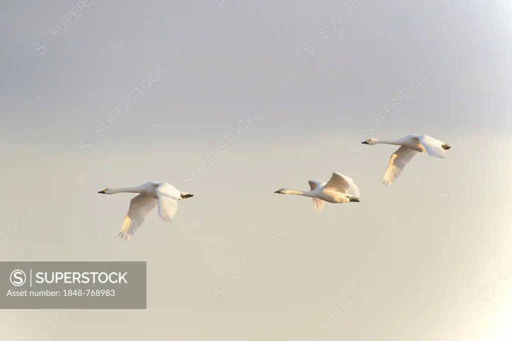 Bewick's Swans (Cygnus bewickii)
