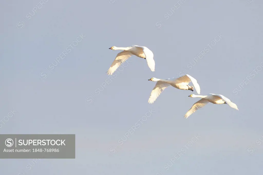 Bewick's Swans (Cygnus bewickii)