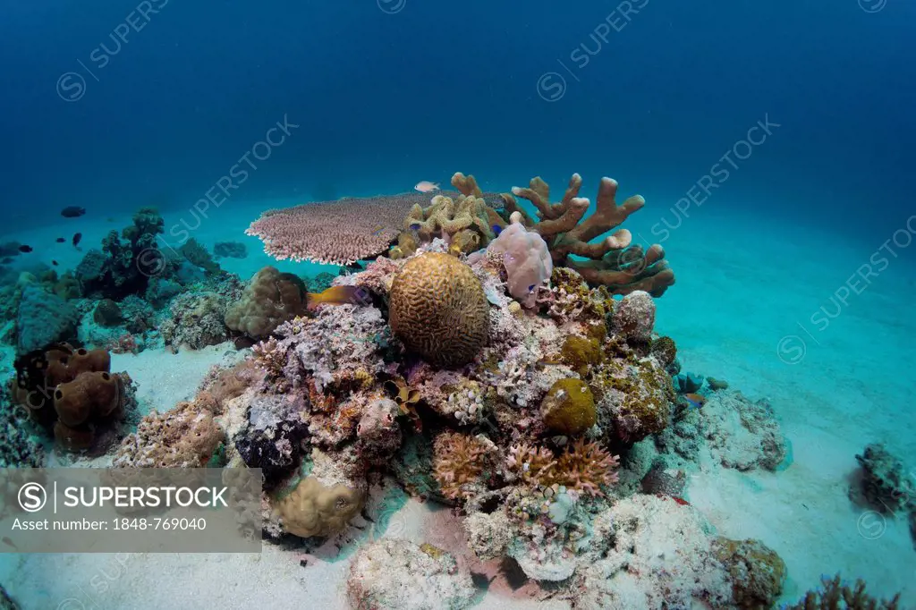 Intact coral reef in the shallow water of a lagoon