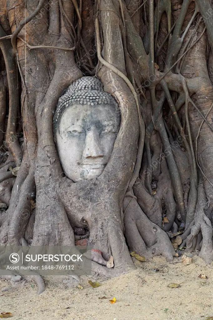 Detached Buddha head overgrown by a tree, temple ruins of Wat Mahathat