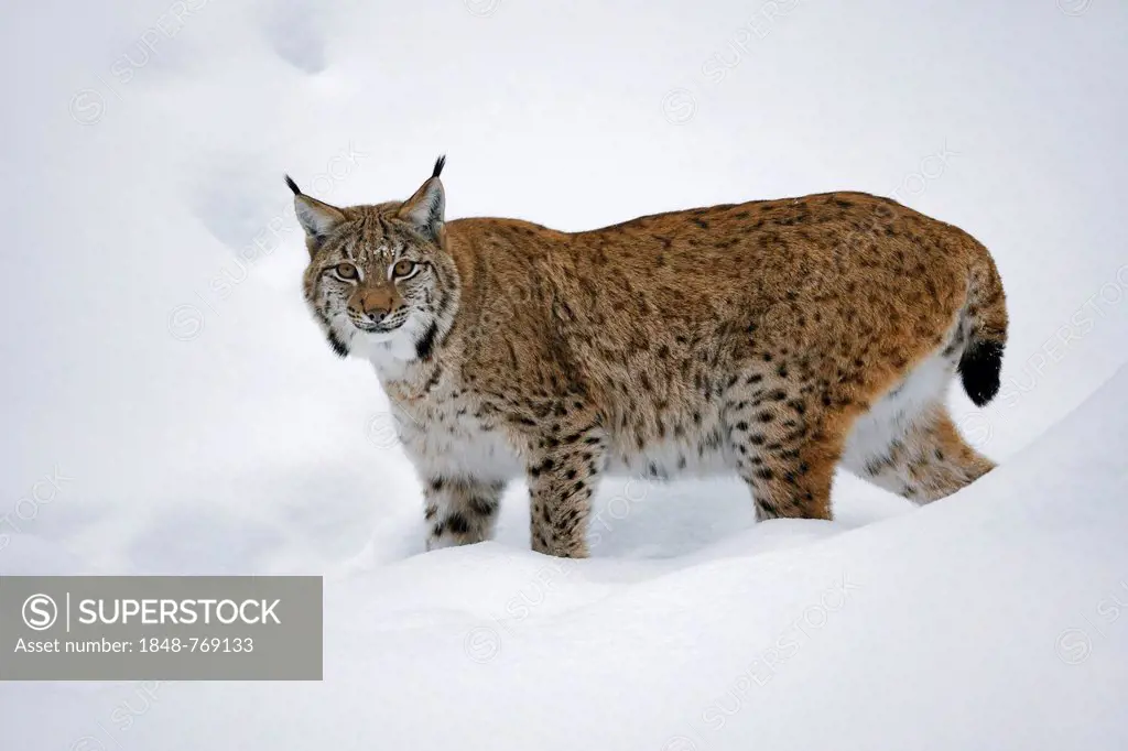 Lynx (Lynx lynx) standing in the snow, animal enclosure