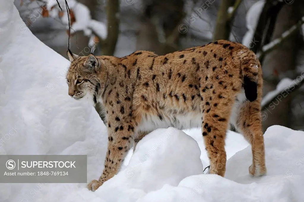 Lynx (Lynx lynx) standing in the snow, animal enclosure
