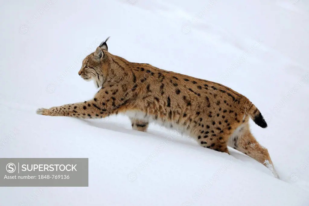 Lynx (Lynx lynx) on foot in deep snow, animal enclosure
