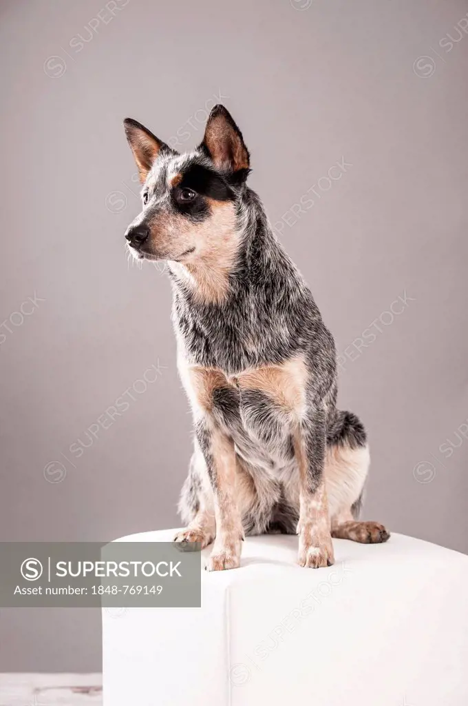 Australian Cattle Dog, young dog sitting on a white stool