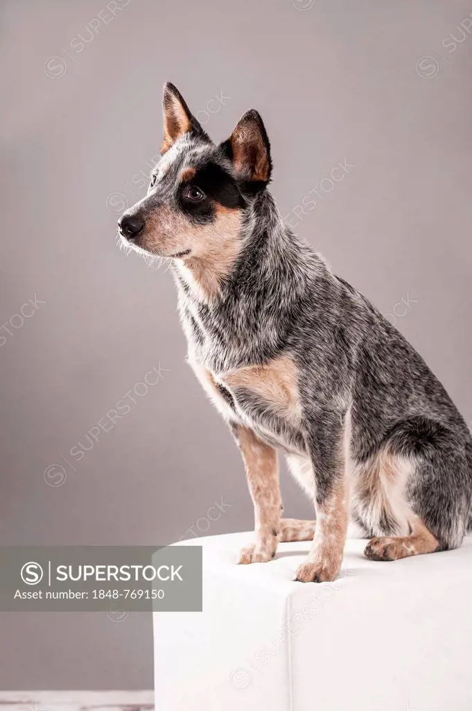 Australian Cattle Dog, young dog sitting on a white stool