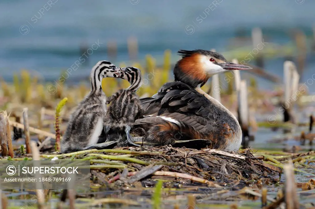 Great Crested Grebe (Podiceps cristatus), adult, with quarreling chick on a nest