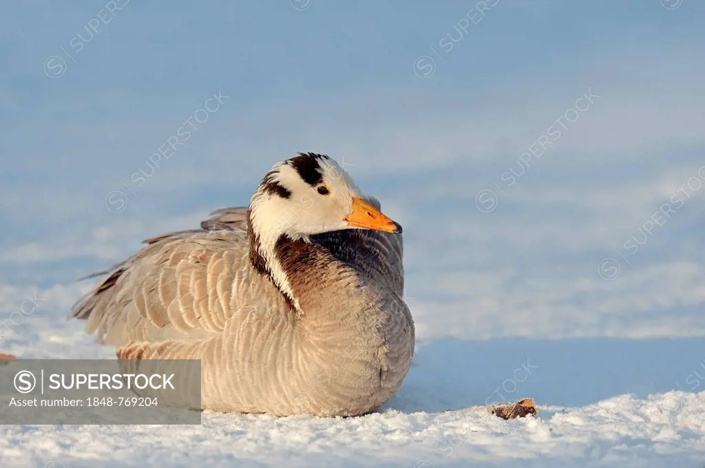 Bar-headed Goose (Anser indicus) in the snow, introduced species in Germany