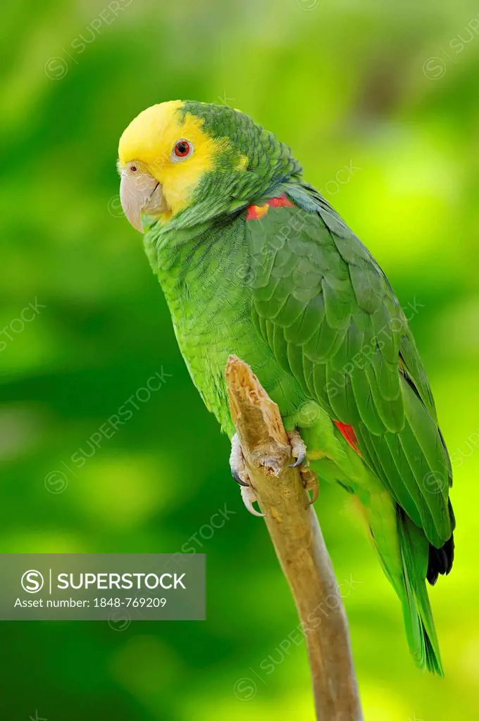 Yellow-headed Amazon, Yellow-headed Parrot and Double Yellow-headed Amazon or Belize-Yellow-headed Amazon (Amazona oratrix belizensis, Amazona ochroce...
