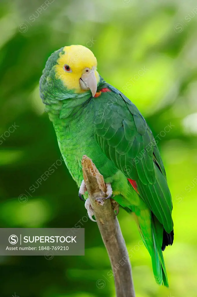 Yellow-headed Amazon, Yellow-headed Parrot and Double Yellow-headed Amazon or Belize-Yellow-headed Amazon (Amazona oratrix belizensis, Amazona ochroce...