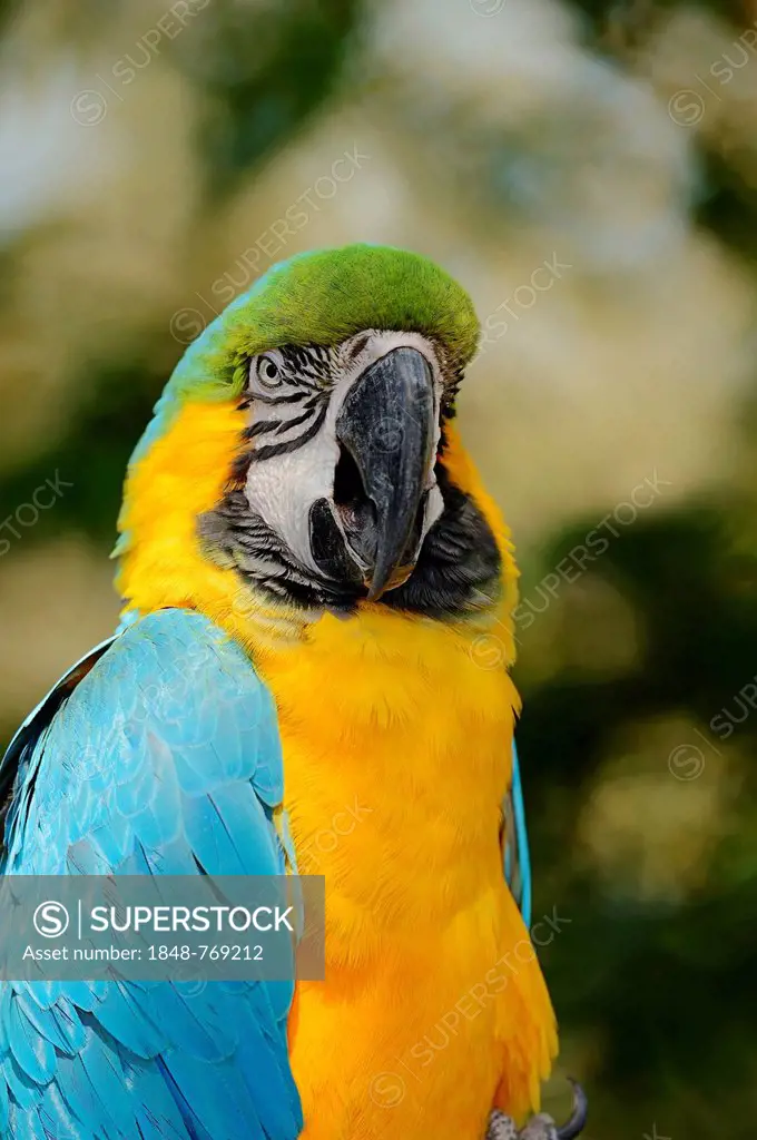Blue-and-Yellow Macaw or Blue-and-Gold Macaw (Ara ararauna) occurrence in South America, captive