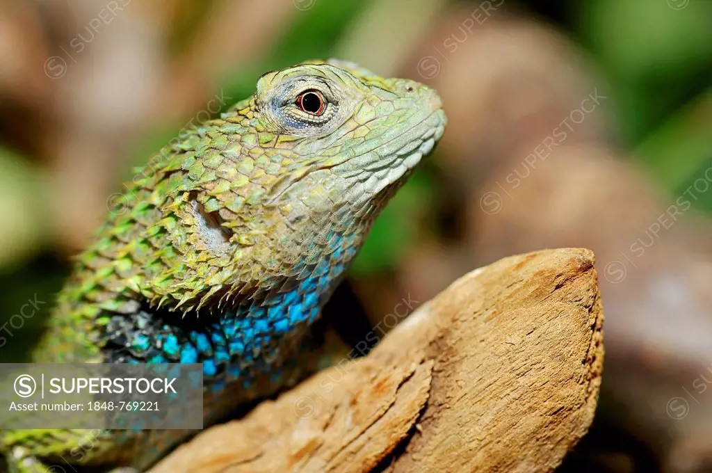 Emerald Swift or Malachite Spiny Lizard (Sceloporus malachiticus), male, portrait, native to Central America, captive