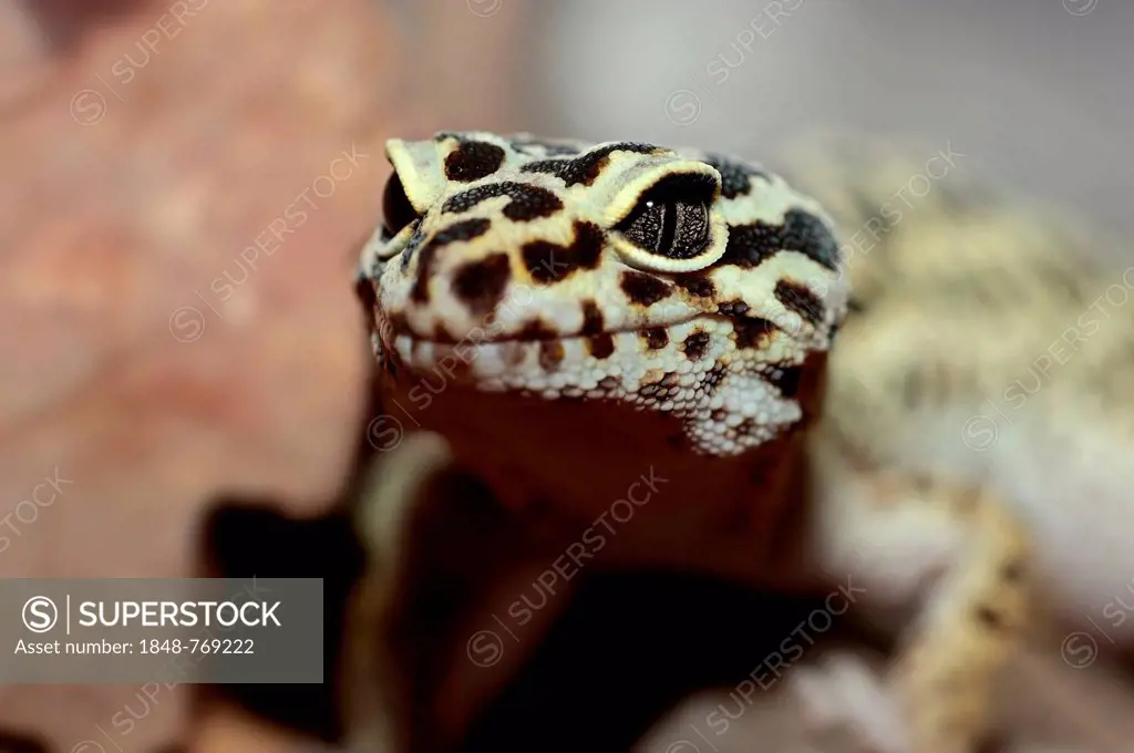 Leopard Gecko (Eublepharis macularius), portrait, native to Asia, captive