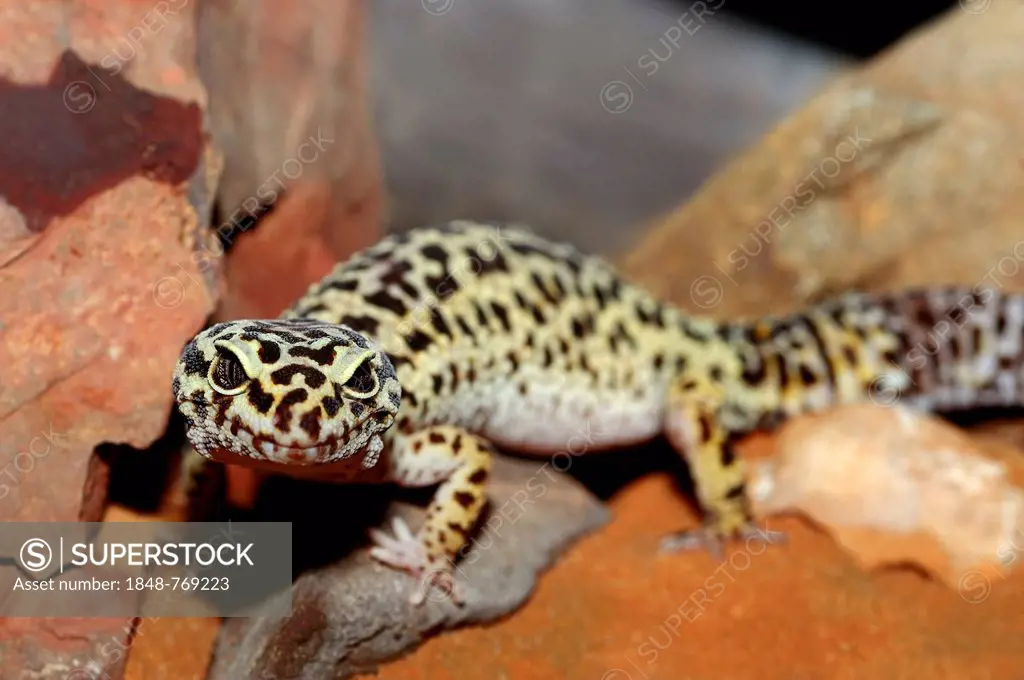 Leopard Gecko (Eublepharis macularius), portrait, native to Asia, captive