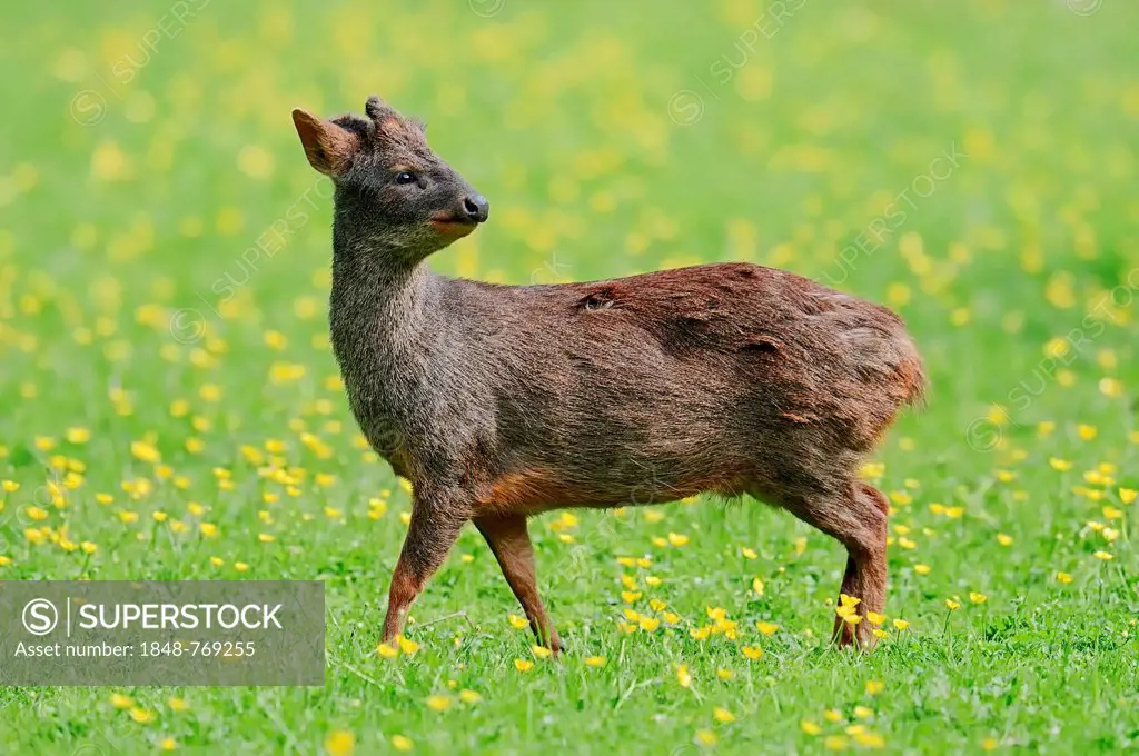 Southern Pudu (Pudu pudu), male standing in a flower meadow, native to South America, captive