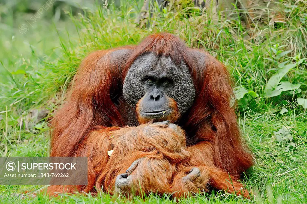 Sumatran Orangutan (Pongo pygmaeus abelii, Pongo abelii), male, occurrence on Sumatra in Indonesia, captive