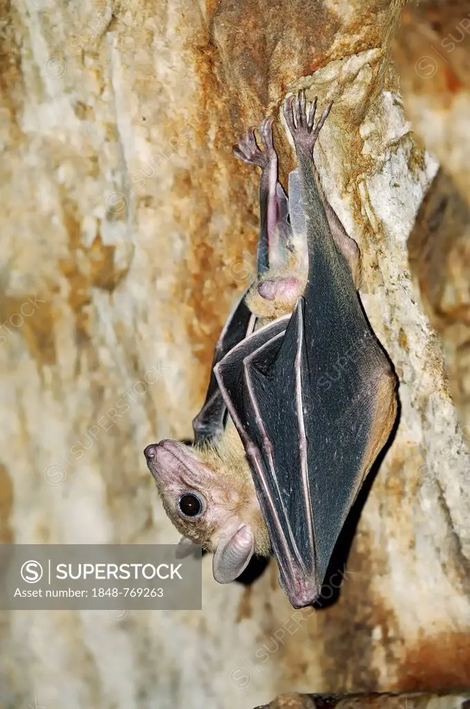Egyptian fruit bat or Egyptian rousette (Rousettus aegyptiacus), male, native to Africa and the Arabian Peninsula, captive