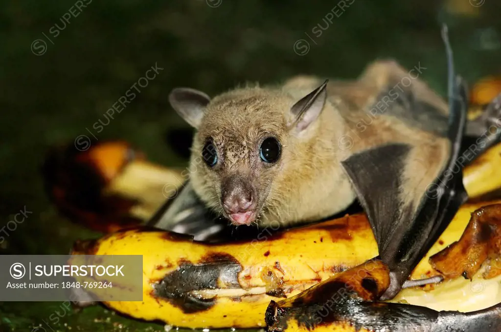 Egyptian fruit bat or Egyptian rousette (Rousettus aegyptiacus), male, feeding on a banana, native to Africa and the Arabian Peninsula, captive