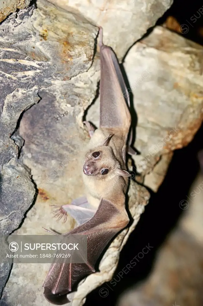 Egyptian fruit bat or Egyptian rousette (Rousettus aegyptiacus), male, native to Africa and the Arabian Peninsula, captive