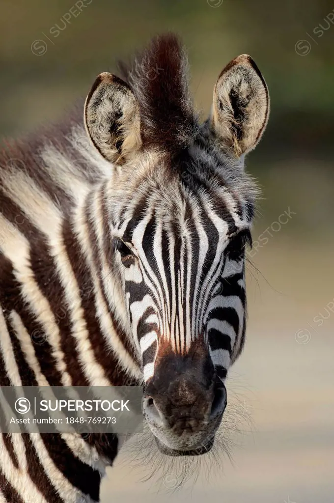 Chapman's zebra (Equus quagga chapmani, Equus burchellii chapmani), portrait, native to Zimbabwe, Botswana and Zambia, captive