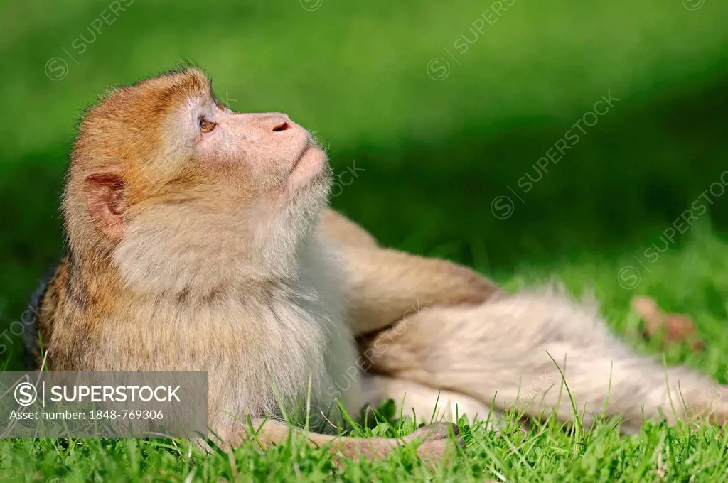Barbary macaque or Barbary ape (Macaca sylvanus, Macaca sylvana), lying on meadow, occurrence in Morocco, Algeria and Gibraltar, captive