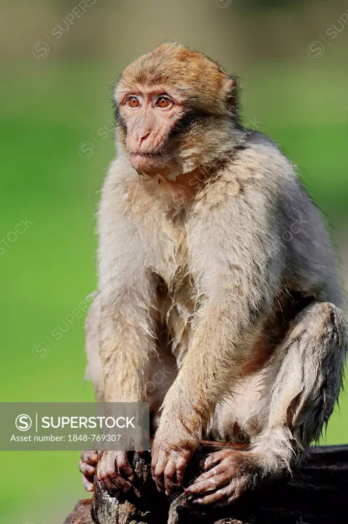 Barbary macaque or Barbary ape (Macaca sylvanus, Macaca sylvana), occurrence in Morocco, Algeria and Gibraltar, captive