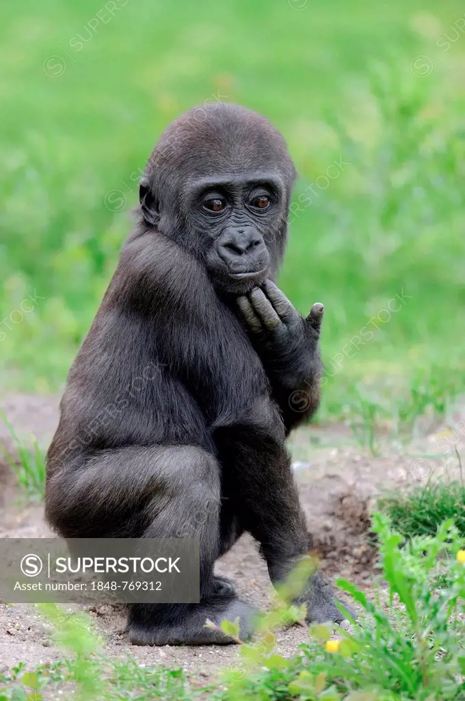 Western Lowland Gorilla (Gorilla gorilla gorilla), juvenile, occurrence in Africa, captive