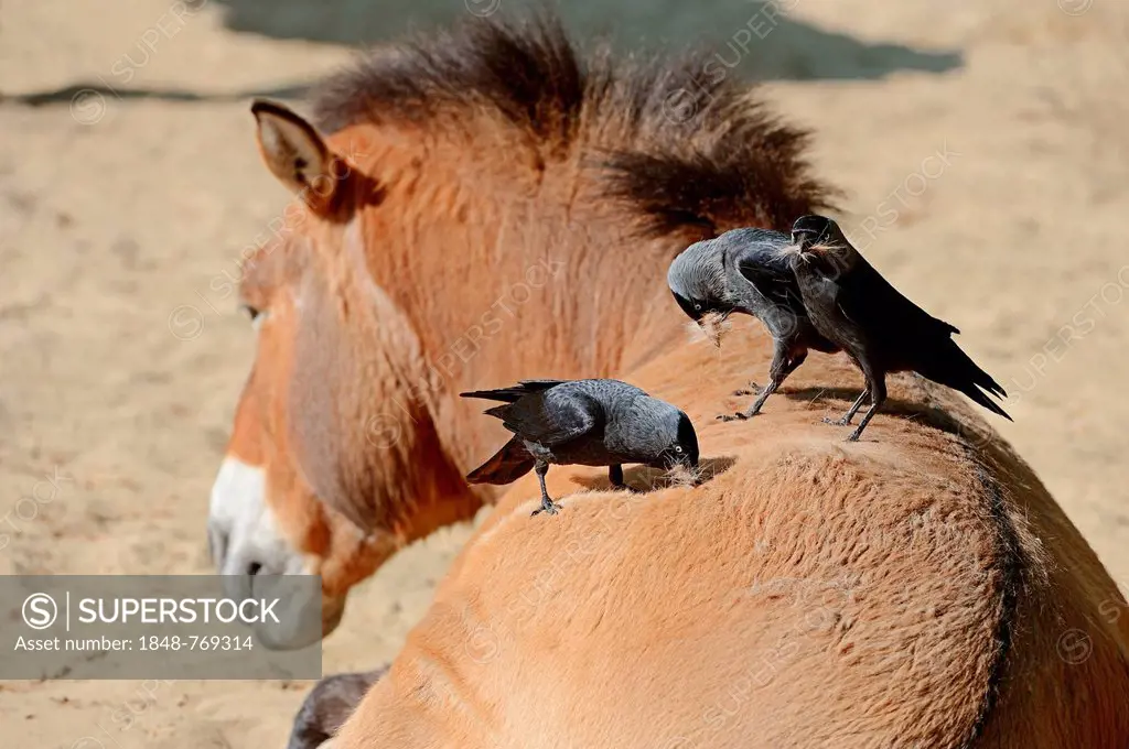 Jackdaws (Corvus monedula, Coloeus monedula) collecting hair from the back of a Przewalski's Horse, Takhi, Asian Wild Horse or Mongolian wild horse (E...
