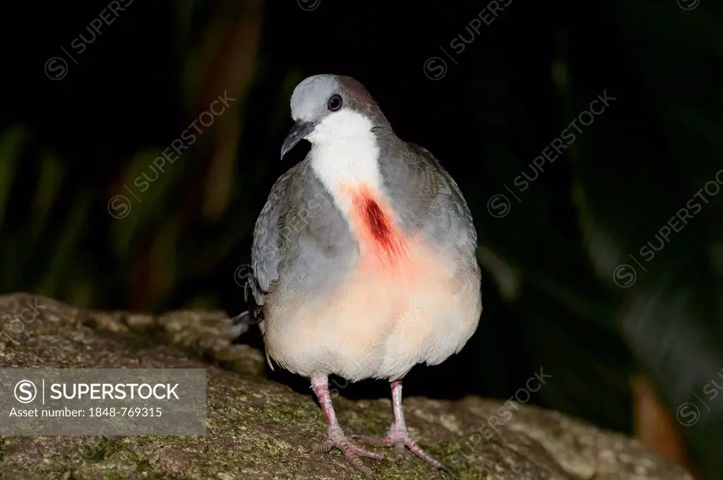 Luzon Bleeding-Heart Pigeon (Gallicolumba luzonica), occurrence in the Philippines, captive