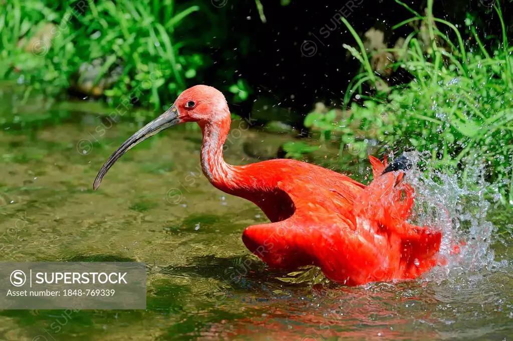 Scarlet Ibis (Eudocimus ruber), taking a bath, occurrence in South America, captive