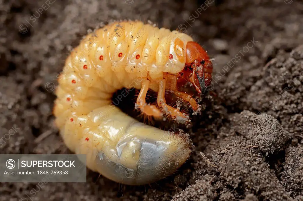 Cockchafer, may bug (Melolontha melolontha), grub, larva