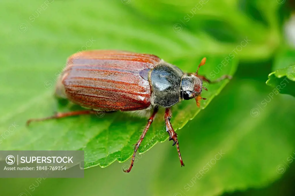 Cockchafer, may bug (Melolontha melolontha)