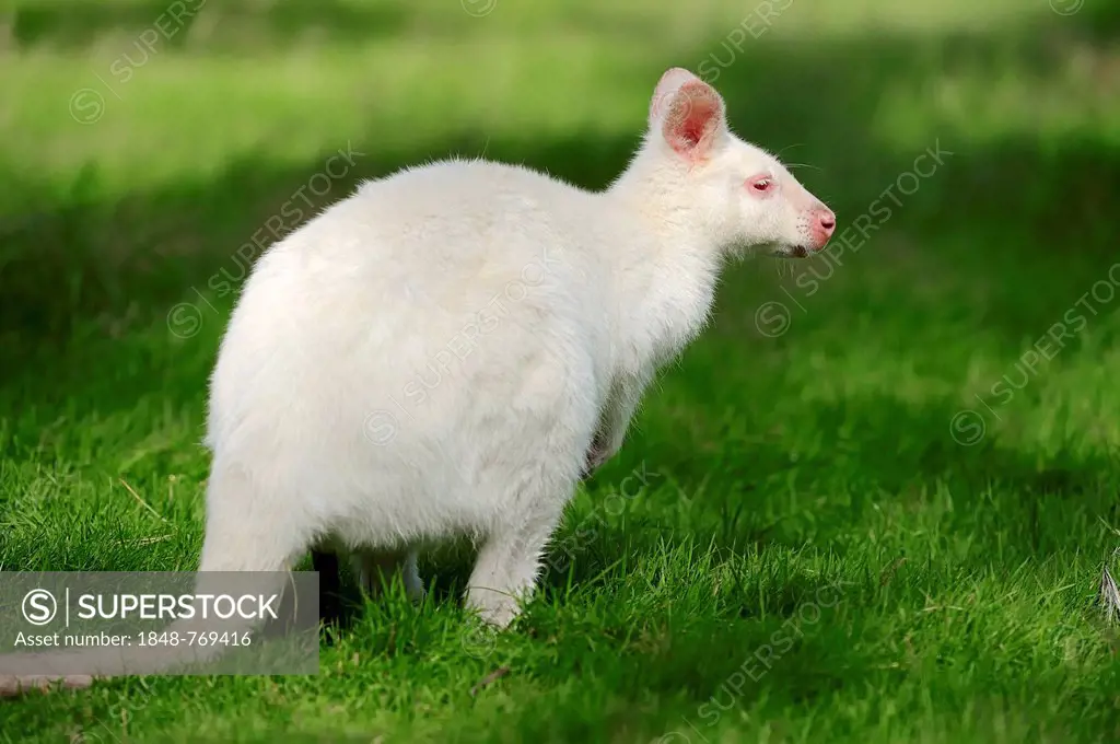 Red-necked wallaby (Macropus rufogriseus), Tasman subspecies Bennett's Wallaby, albino, occurrence in Australia, captive