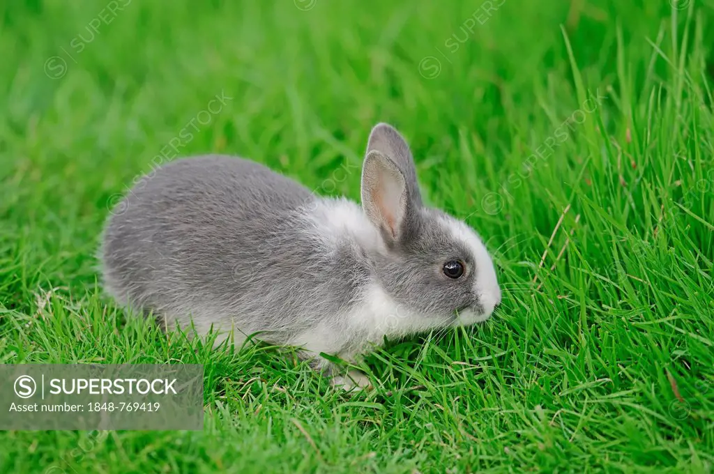 Dwarf Rabbit (Oryctolagus cuniculus forma domestica), cub on meadow