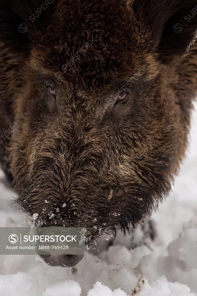 Wild Boar (Sus scrofa) in the snow, Wildgehege Brueck wildlife park