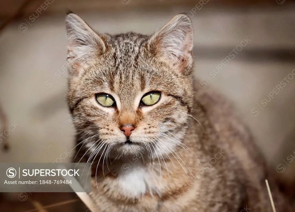 Portrait of brown-tabby cat