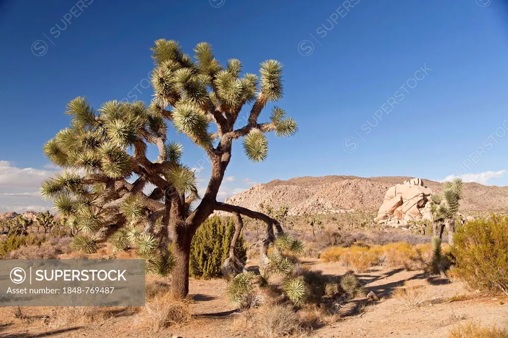 Joshua tree (Yucca brevifolia) in landscape of Hidden Valley