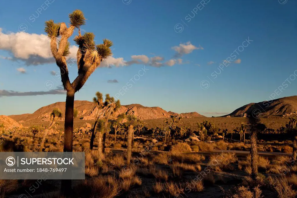 Hidden Valley with Joshua trees (Yucca brevifolia) and rocks