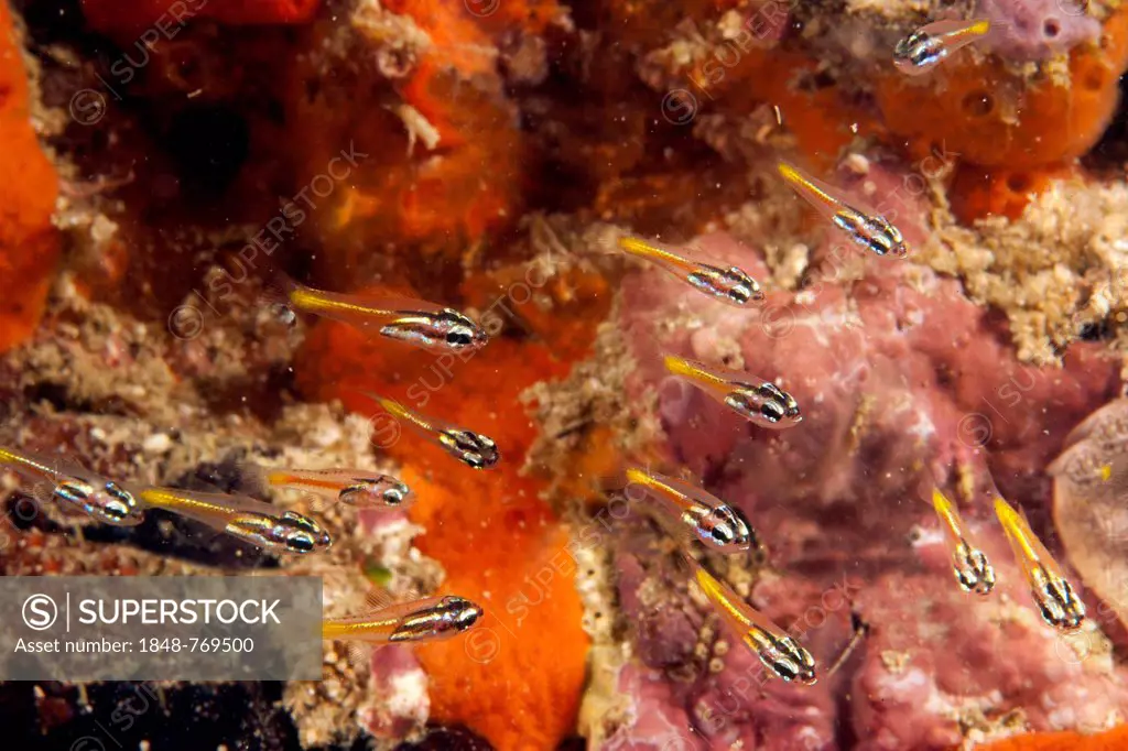 Mini Cardinalfish (Apogon neotes) in a coral reef