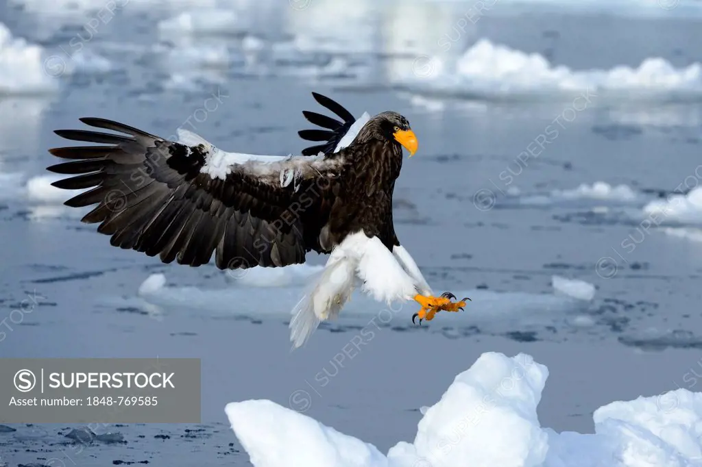 Steller's Sea Eagle (Haliaeetus pelagicus) in flight above floating ice, landing approach