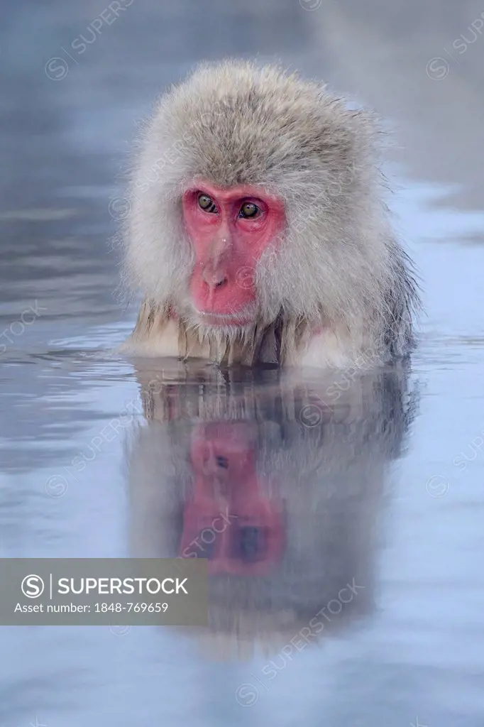 Japanese Macaque or Snow Monkey (Macaca fuscata) taking a bath in a hot spring, with reflection