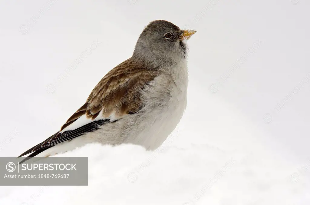 White-winged Snowfinch or Snowfinch (Montifringilla nivalis) in the snow
